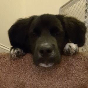 Meet your Posher, Chevelle